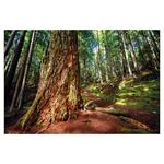 Nástenný kalendár 2026 Les