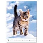 Nástenný kalendár 2026 - Mačičky