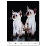 Nástenný kalendár 2026 - Mačičky