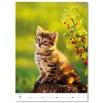 Nástenný kalendár 2026 - Mačičky