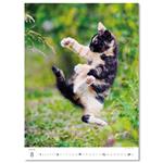 Nástenný kalendár 2026 - Mačičky