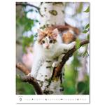 Nástenný kalendár 2026 - Mačičky