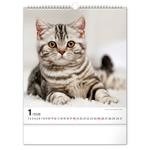 Nástenný kalendár 2026 Mačky