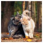 Nástenný kalendár 2026 Mačky