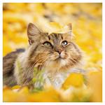 Nástenný kalendár 2026 Mačky