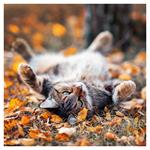 Nástenný kalendár 2026 Mačky