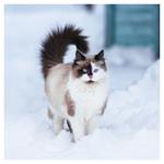 Nástenný kalendár 2026 Mačky