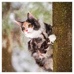 Nástenný kalendár 2026 Mačky