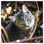 Nástenný kalendár 2026 Mačky