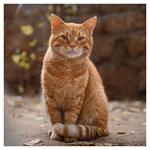 Nástenný kalendár 2026 Mačky