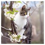 Nástenný kalendár 2026 Mačky