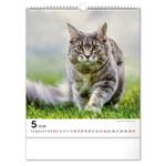 Nástenný kalendár 2026 Mačky