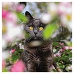 Nástenný kalendár 2026 Mačky