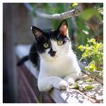 Nástenný kalendár 2026 Mačky