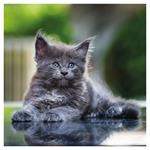 Nástenný kalendár 2026 Mačky