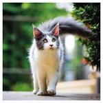 Nástenný kalendár 2026 Mačky