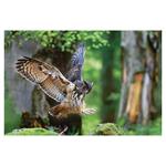 Nástenný kalendár 2026 - Poľovnícky