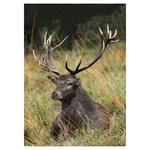 Nástenný kalendár 2026 Poľovnícky kalendár