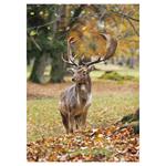 Nástenný kalendár 2026 Poľovnícky kalendár