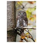 Nástenný kalendár 2026 Poľovnícky kalendár