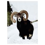 Nástenný kalendár 2026 Poľovnícky kalendár