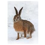 Nástenný kalendár 2026 Poľovnícky kalendár