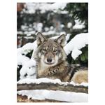 Nástenný kalendár 2026 Poľovnícky kalendár