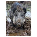 Nástenný kalendár 2026 Poľovnícky kalendár