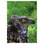 Nástenný kalendár 2026 Poľovnícky kalendár