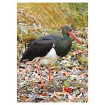 Nástenný kalendár 2026 Poľovnícky kalendár