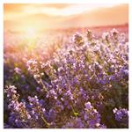 Nástenný kalendár 2026 Provence