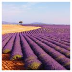 Nástenný kalendár 2026 Provence