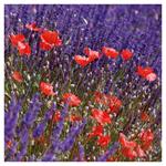 Nástenný kalendár 2026 Provence