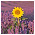 Nástenný kalendár 2026 Provence