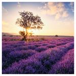 Nástenný kalendár 2026 Provence