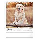 Nástenný kalendár 2026 Psy