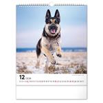 Nástenný kalendár 2026 Psy