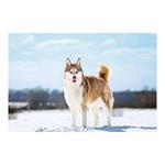 Nástenný kalendár 2026 - Psy