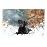 Nástenný kalendár 2026 - Psy