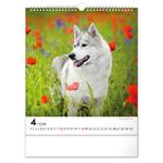 Nástenný kalendár 2026 Psy