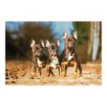 Nástenný kalendár 2026 - Psy