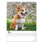 Nástenný kalendár 2026 Psy