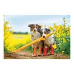 Nástenný kalendár 2026 - Psy