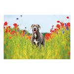 Nástenný kalendár 2026 - Psy