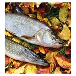 Nástenný kalendár 2026 Rybársky kalendár