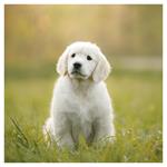 Nástenný kalendár 2026 Šteňatá