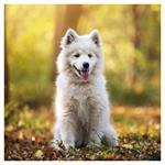 Nástenný kalendár 2026 Šteňatá