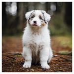 Nástenný kalendár 2026 Šteňatá