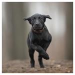 Nástenný kalendár 2026 Šteňatá