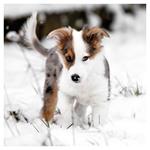 Nástenný kalendár 2026 Šteňatá